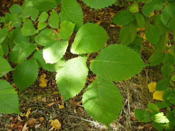 Вяз мелколиственный