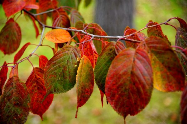 Листья вишни осенью
