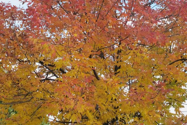 Листья вяза и ясеня