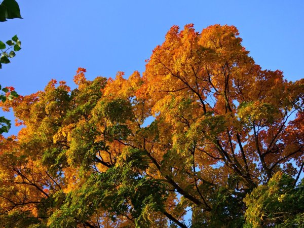 Вяз мелколистный осенью