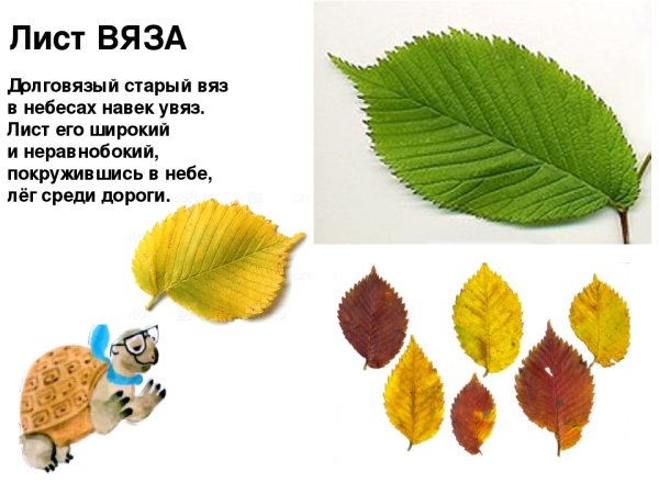 Лист вяза форма листа