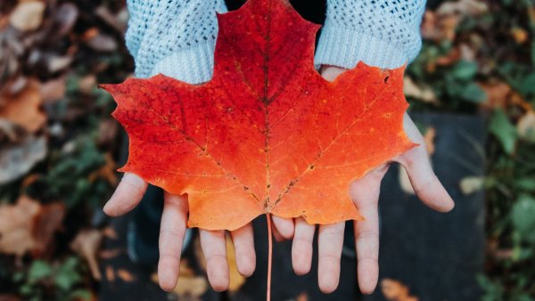 Кленовый лист в руке