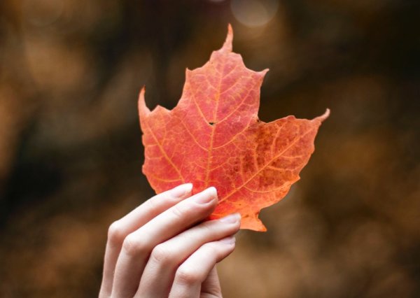 Лист в руке осень