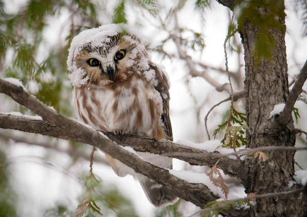 Сова зимой в лесу