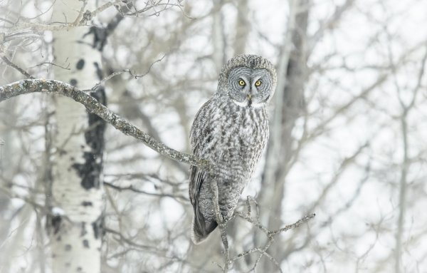 Сова в зимнем лесу
