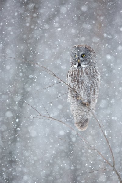 Сова зимой картинки