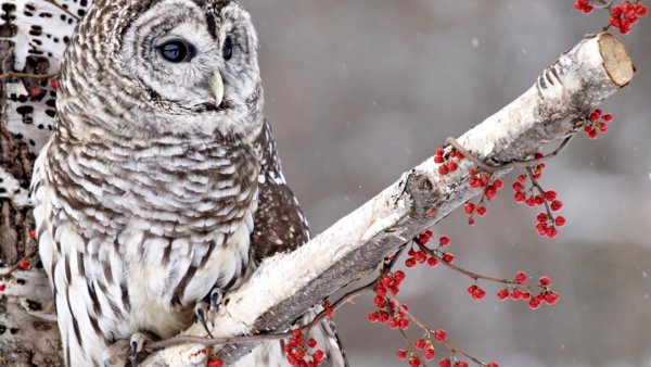 Сова в зимнем лесу
