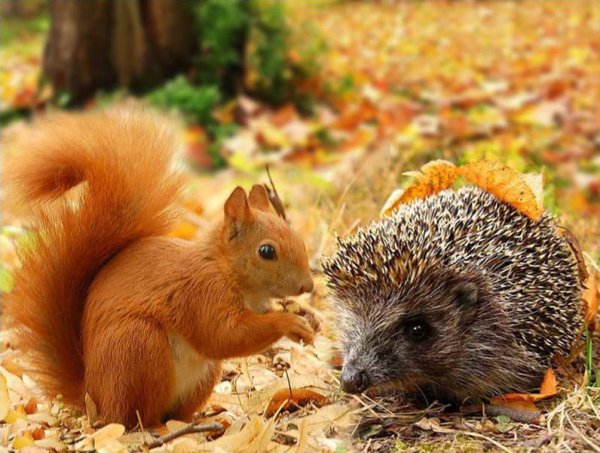 Животные осенью в лесу