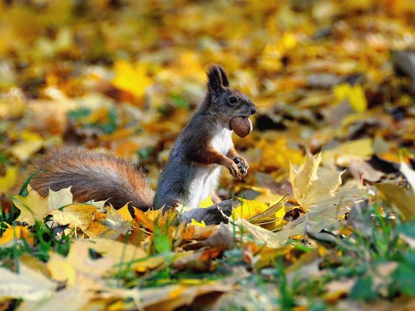 Животные осенью