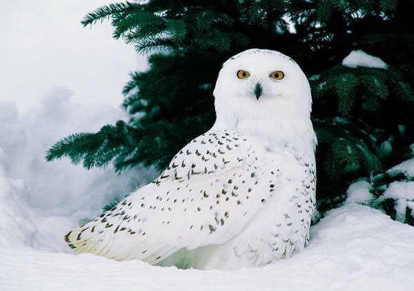 Полярная Сова зимой