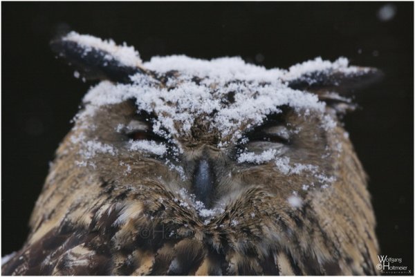 Сова в сугробе