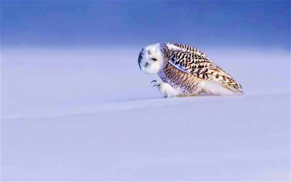 Bubo scandiacus, Nyctea scandiaca