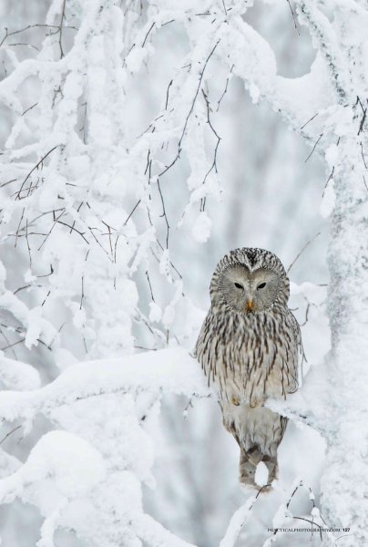 Сова в снегу