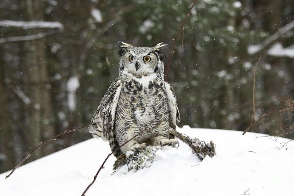 Wintery great Horned Owl
