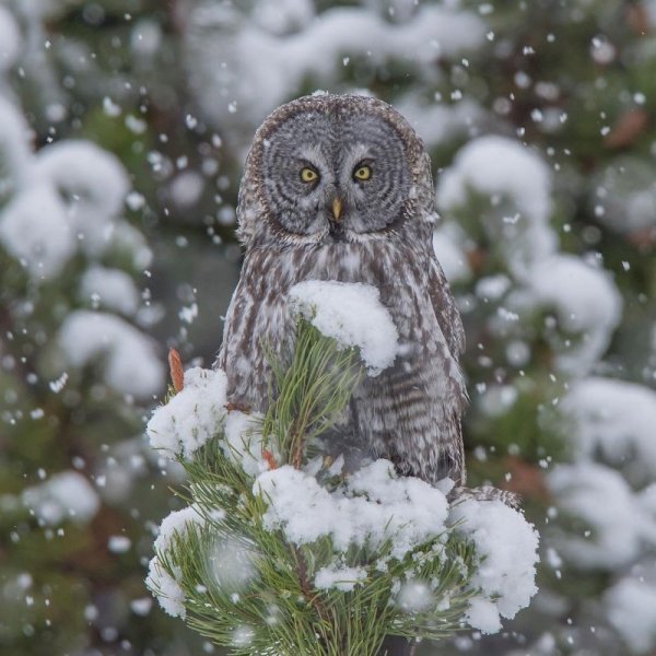 Сова зимой в лесу