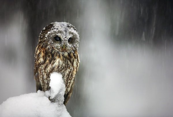 Грустная птица