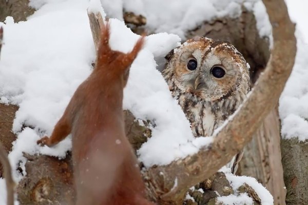 Сова и белка