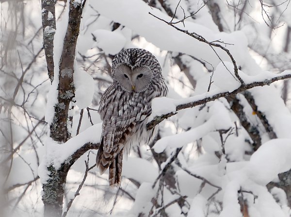 Сова в зимнем лесу