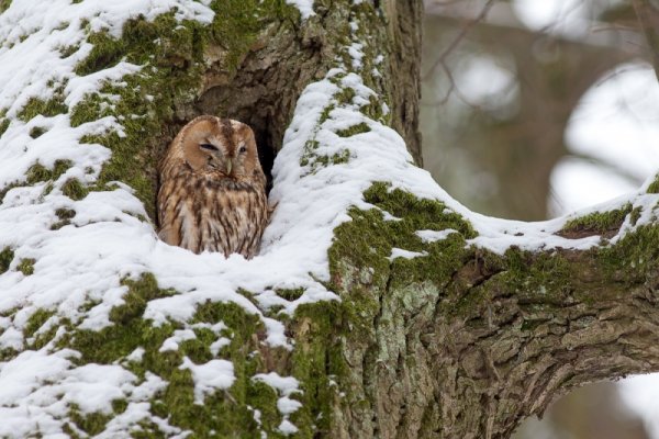 Сова в зимнем лесу