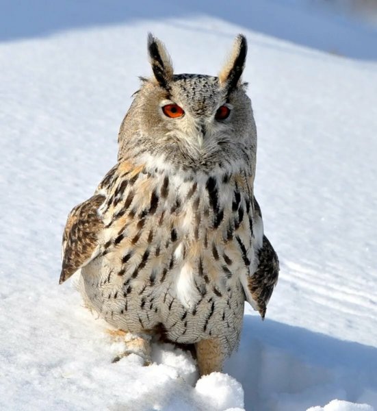 Сова зимой