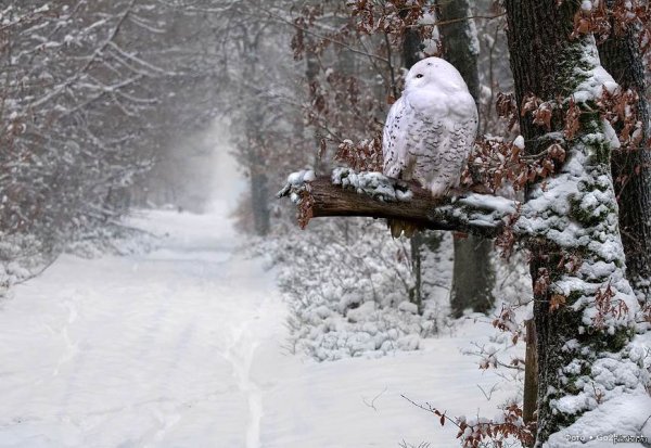 Сова в зимнем лесу