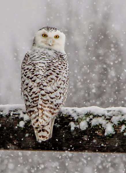 Полярная Сова фото