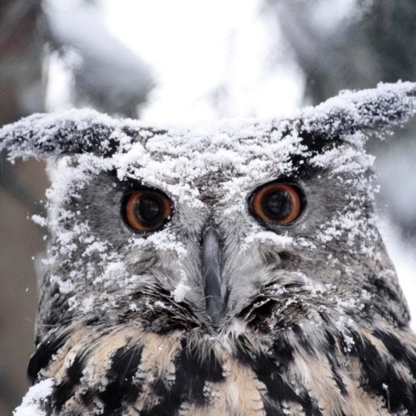 Совушки в снегу