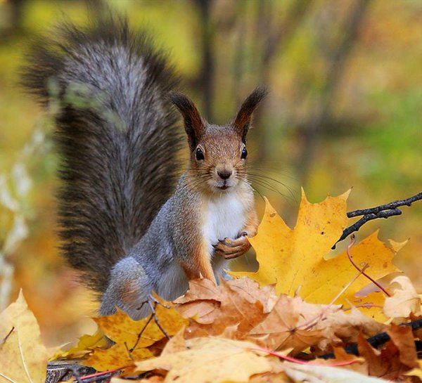 Белки осенью