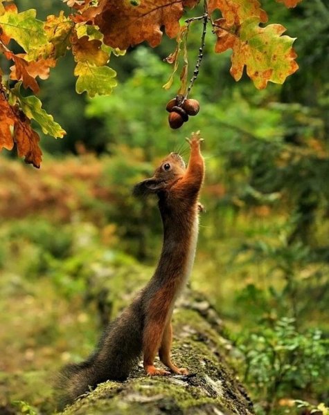 Животные осенью