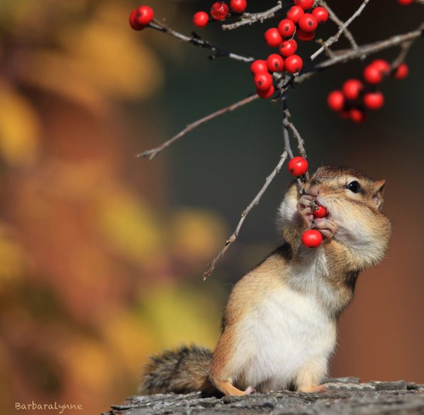 Сентябрь природа животные