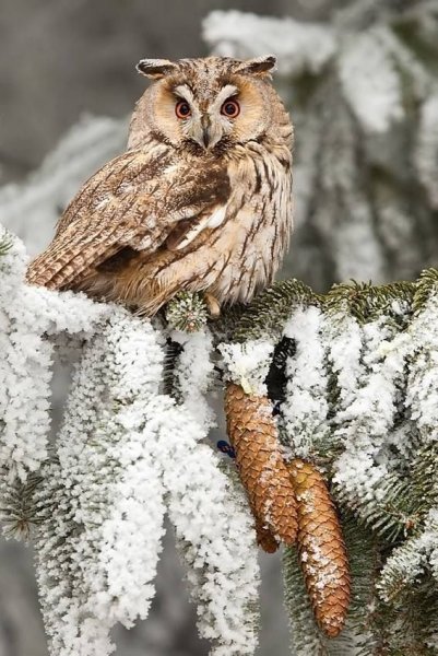 Сова зимой фото