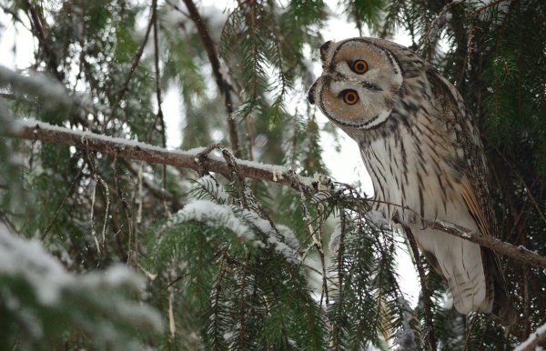 Сова зимой