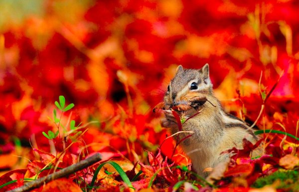 Прекрасная осень с животными