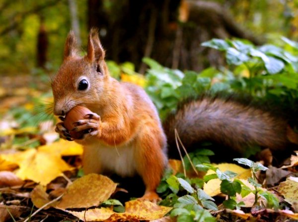 Белка осенью