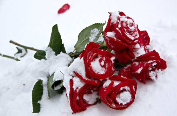 Букет роз зимой