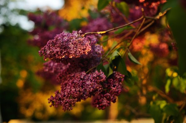 Сирень Амурская осенью