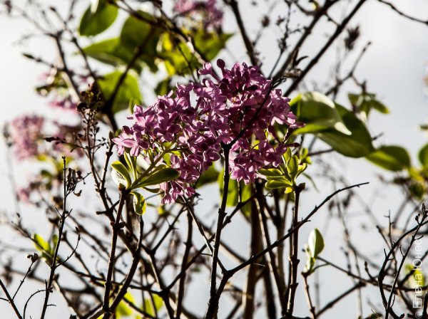 Сирень обыкновенная куст осень