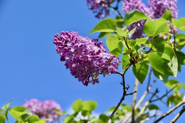 Цветы как сирень