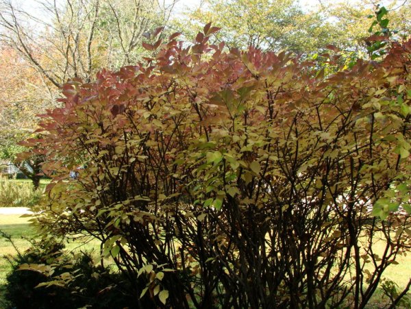 Сирень венгерская осень