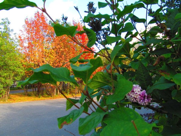 Сирень Амурская осенью