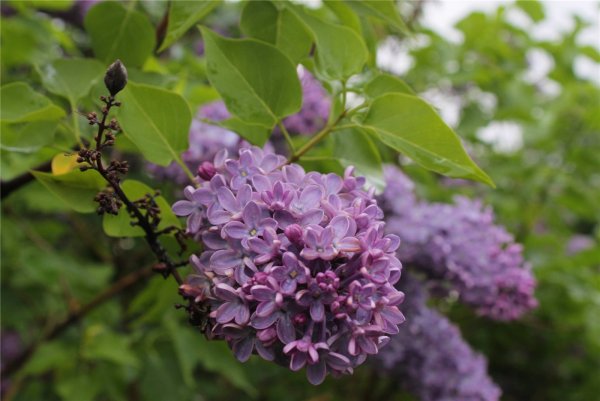 Феодосия, сирень