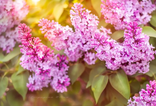 Сирень обыкновенная осень