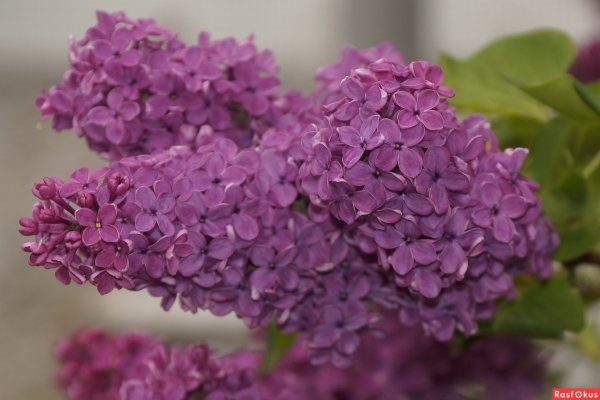 Красивый цветок сирени профессиональное фото расфокус