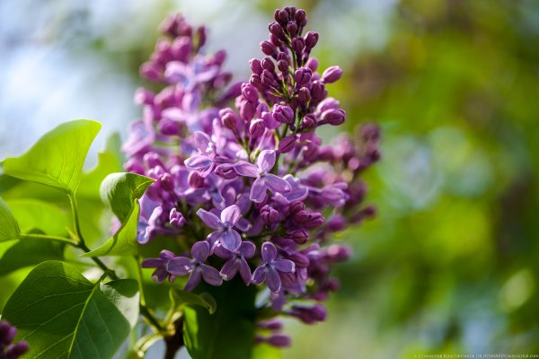 Сирень каприз