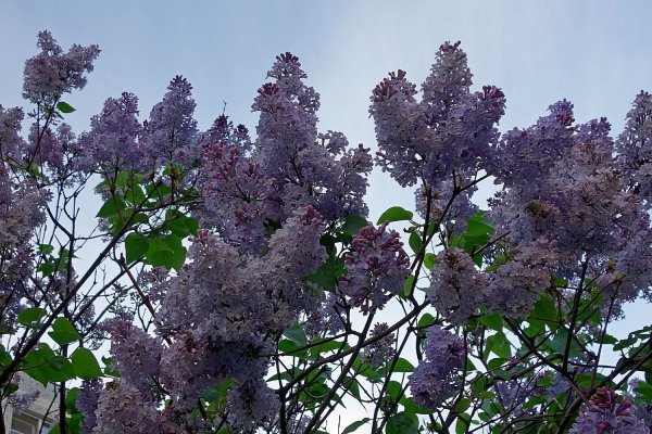 Сирень в лесу