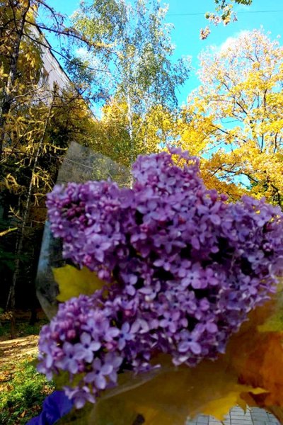 Сирень зацветает