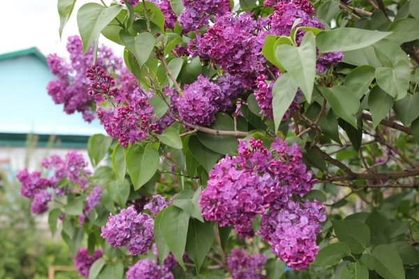 Сирень гиацинтоцветковая куст