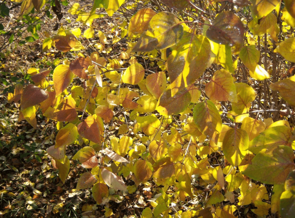 Сирень Амурская кустарник