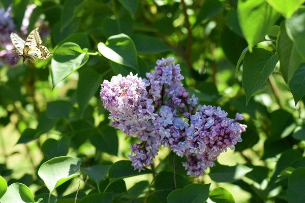 Кустовая осенняя сирень