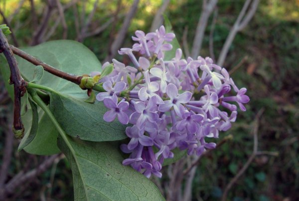 Сирень осенью